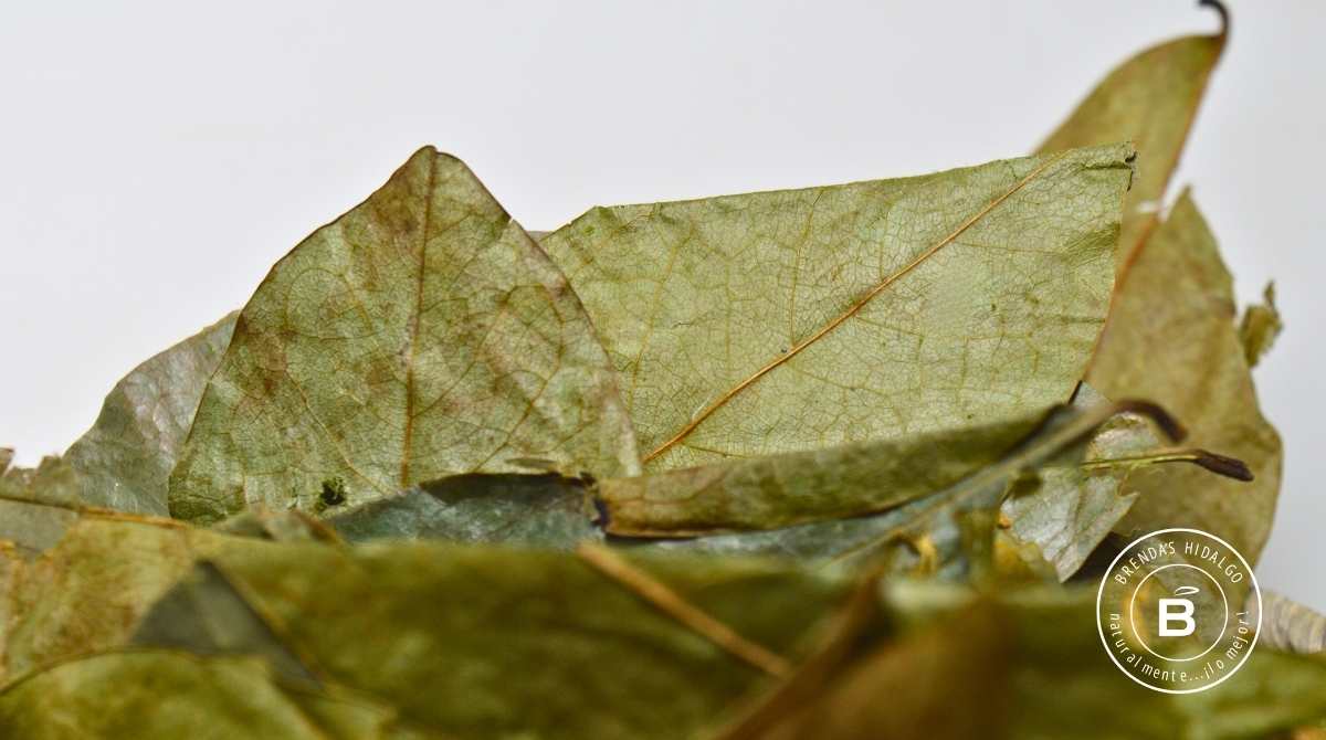 Hoja De Guanábana